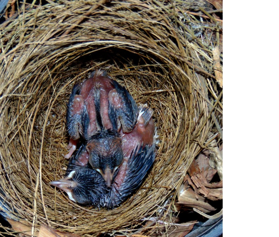 Bird Nest, Fauna, Nest, Beak