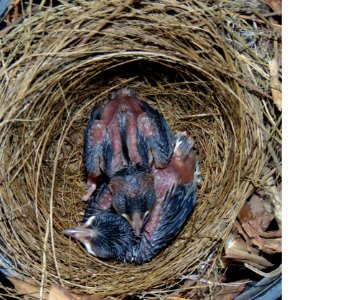 Bird Nest, Fauna, Nest, Beak photo