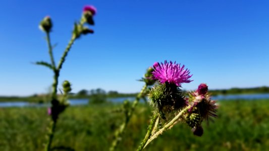 Plant, Flower, Ecosystem, Sky
