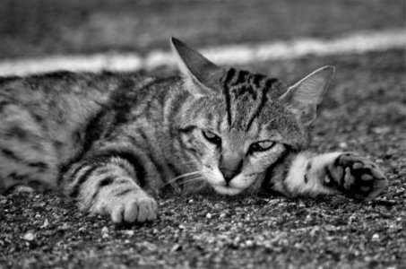 Cat, Black And White, Whiskers, Fauna photo