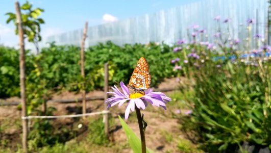 Flower, Flora, Plant, Wildflower