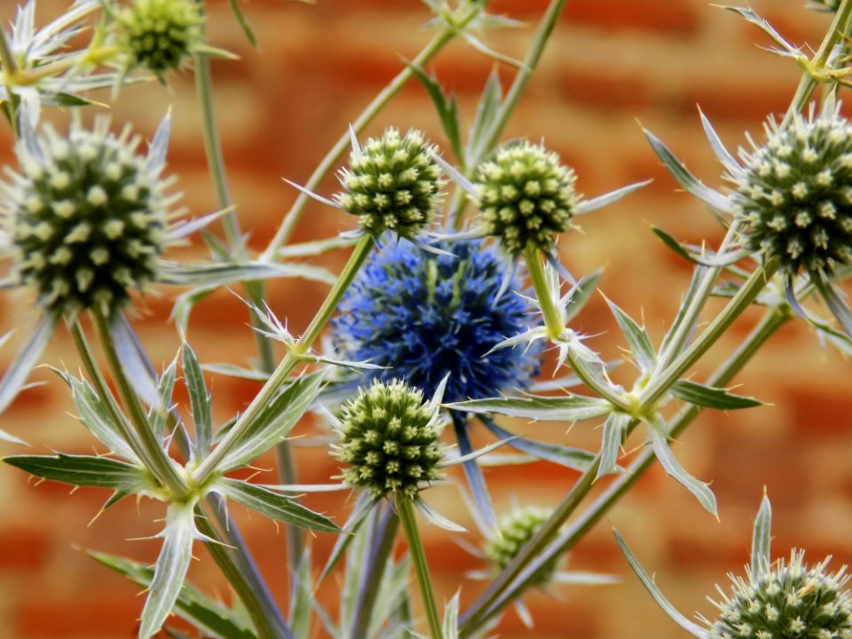 Plant, Flora, Thorns Spines And Prickles, Flower