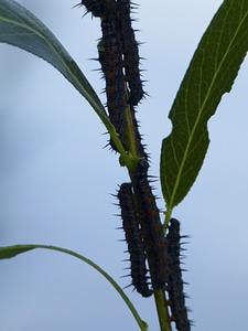 Leaf wildlife nature photo