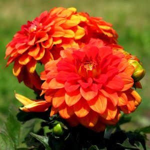 Flower, Plant, Annual Plant, Flowering Plant