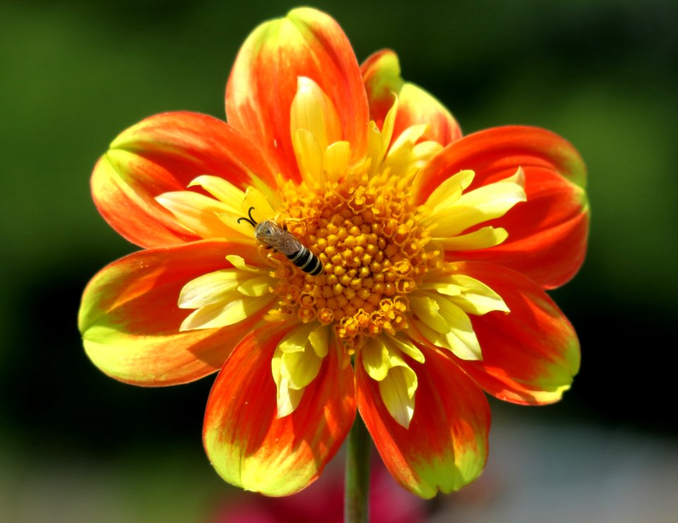 Flower, Yellow, Nectar, Flora