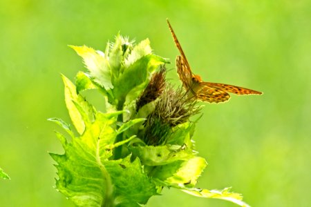 Insect, Fauna, Invertebrate, Moths And Butterflies photo