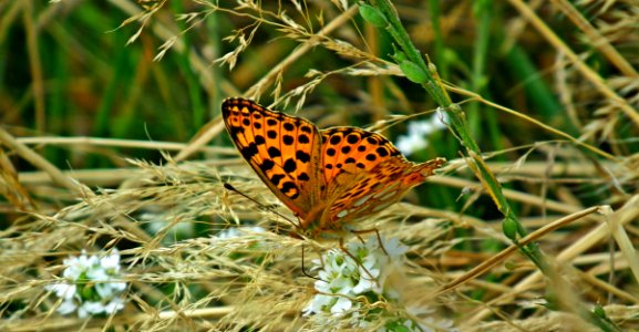 Butterfly, Moths And Butterflies, Insect, Brush Footed Butterfly