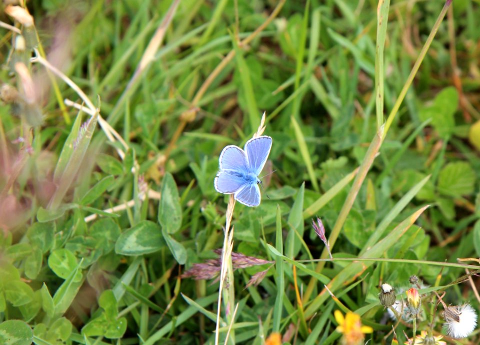Butterfly, Moths And Butterflies, Flora, Insect