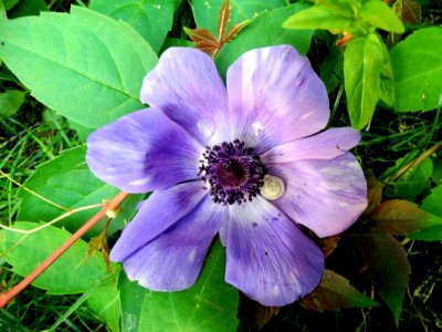 Flower, Plant, Flora, Flowering Plant