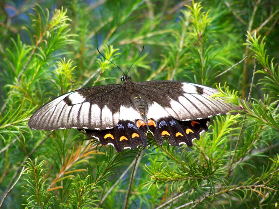Butterfly, Moths And Butterflies, Insect, Invertebrate