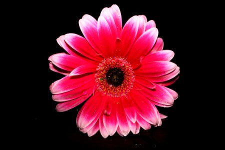 Flower, Pink, Flowering Plant, Gerbera photo