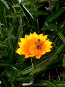 Flower, Wildflower, Flora, Plant