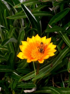 Flower, Wildflower, Flora, Plant photo