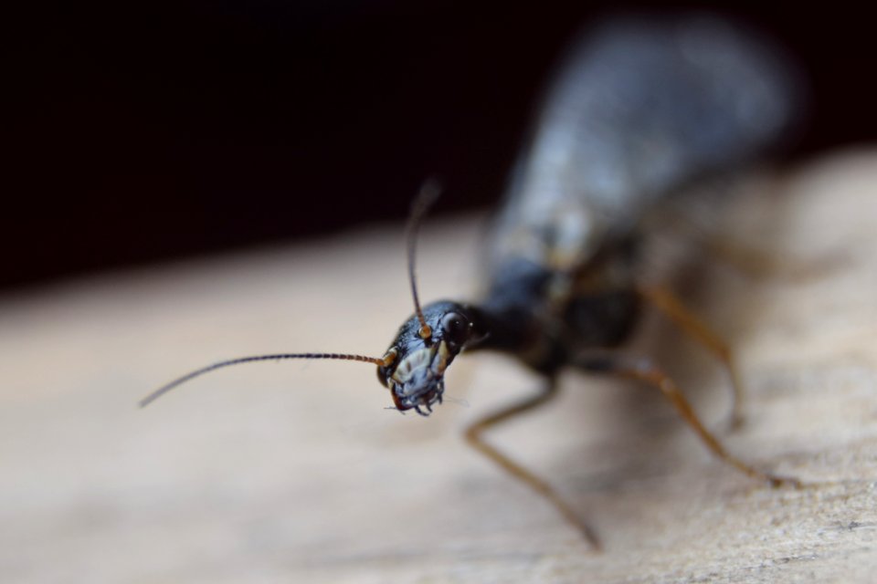Insect, Pest, Invertebrate, Membrane Winged Insect
