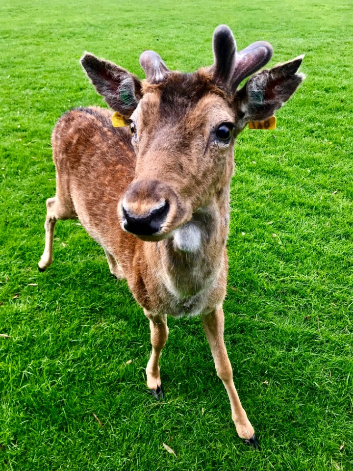 Deer, Fauna, Wildlife, Grass
