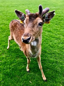 Deer, Fauna, Wildlife, Grass