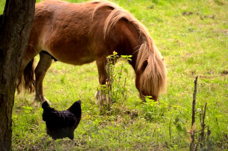 Fauna, Horse, Pasture, Grazing photo