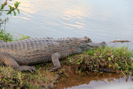 Crocodilia, Alligator, Crocodile, American Alligator