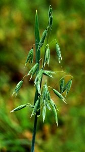 Plant, Flora, Leaf, Grass Family