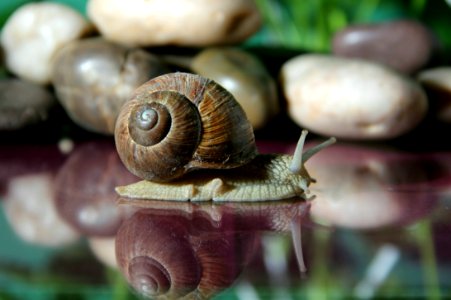 Snails And Slugs, Snail, Molluscs, Invertebrate