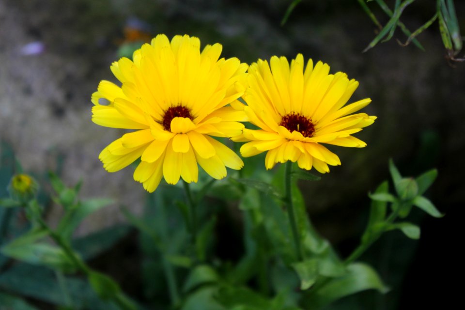 Flower, Yellow, Plant, Flora