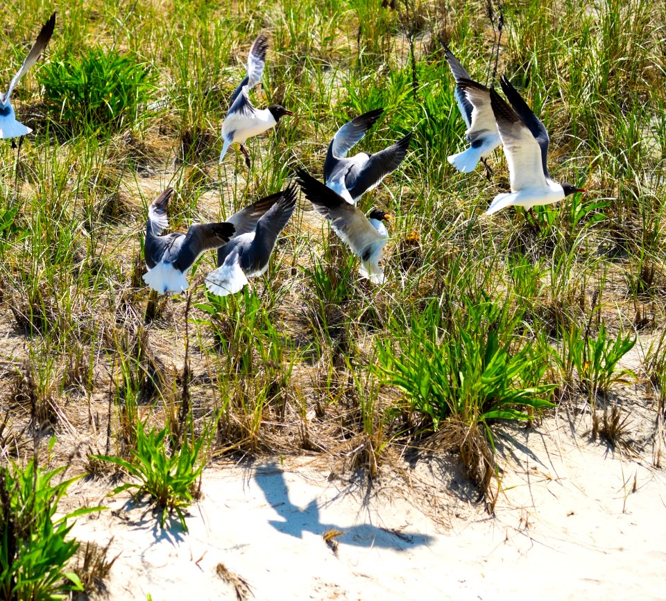 Bird, Fauna, Nature Reserve, Beak