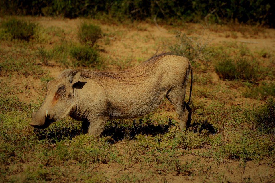 Wildlife, Terrestrial Animal, Warthog, Fauna