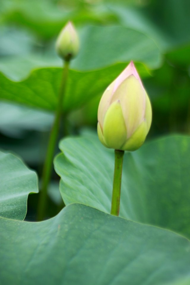 Lotus, Sacred Lotus, Flower, Plant