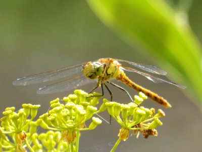 Dragonfly, Insect, Dragonflies And Damseflies, Invertebrate photo