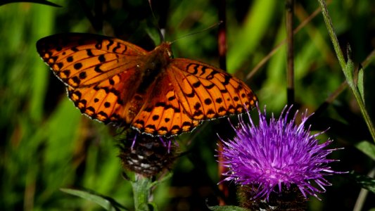 Butterfly, Moths And Butterflies, Brush Footed Butterfly, Insect
