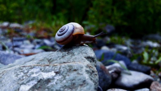 Snails And Slugs, Snail, Molluscs, Schnecken photo