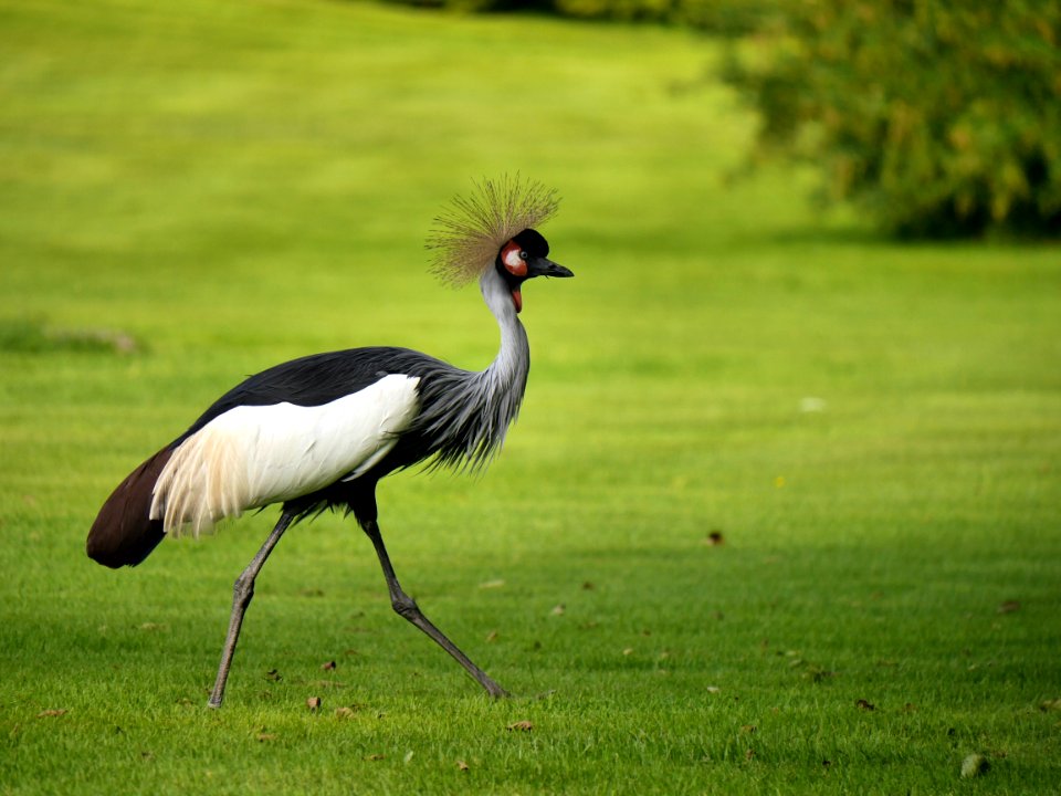 Bird, Ecosystem, Crane Like Bird, Crane