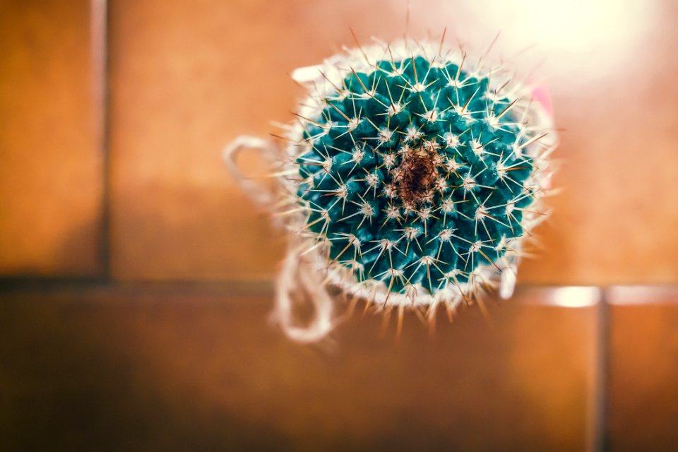 Close Up, Flower, Macro Photography, Cactus