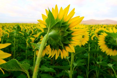 Sunflower, Flower, Yellow, Field photo