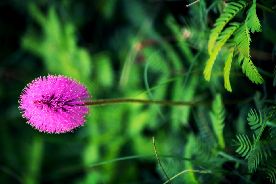 Flora, Vegetation, Flower, Plant