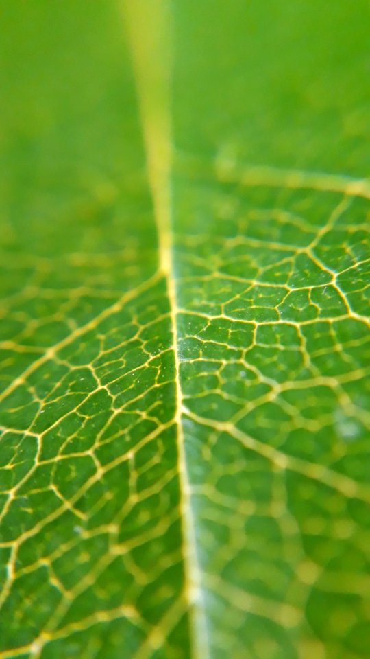 Green, Water, Leaf, Spider Web
