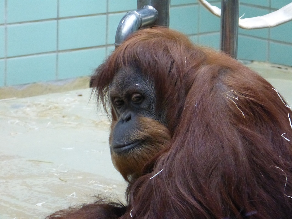 Monkey animal mammal