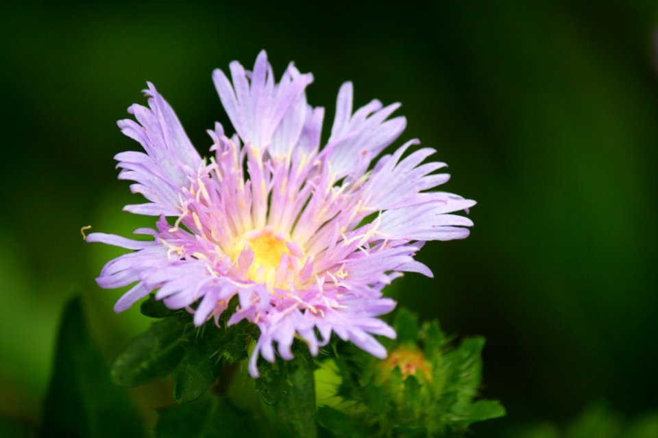 Flower, Flora, Wildflower, Aster
