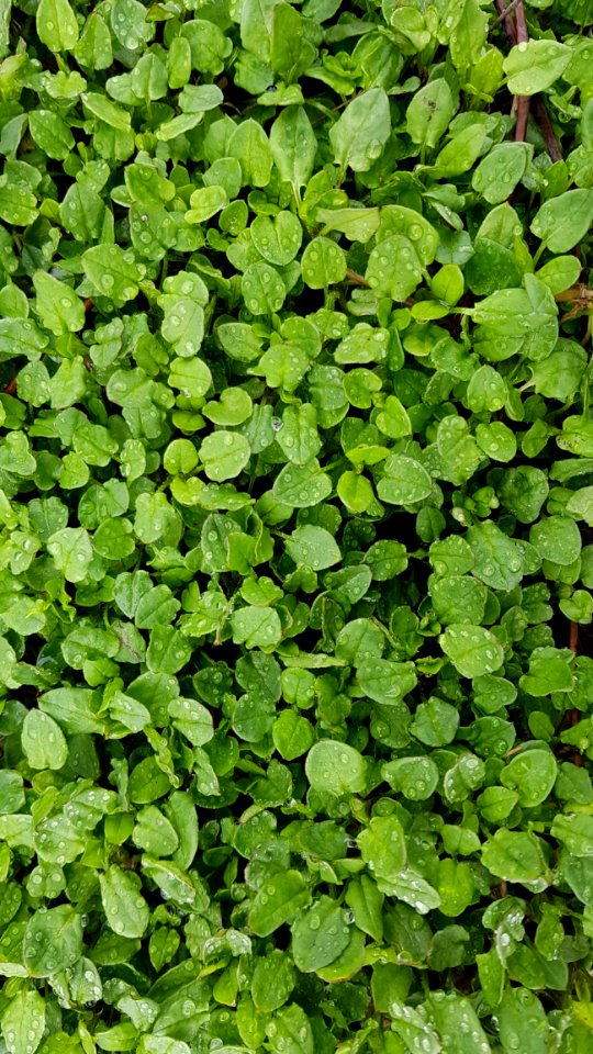 Plant, Leaf, Herb, Groundcover