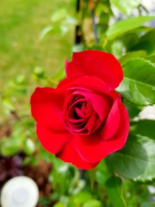 Flower, Rose, Rose Family, Red