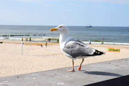 Bird, Seabird, Gull, Shore
