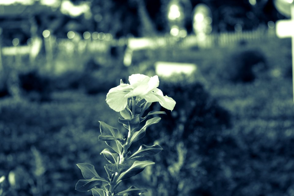 Flora, Plant, Leaf, Black And White