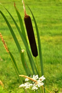 Grass, Plant, Grass Family, Flora
