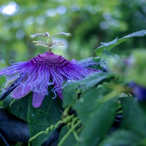 Flower, Plant, Flora, Purple photo
