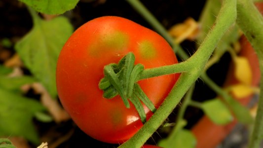 Natural Foods, Tomato, Vegetable, Fruit photo