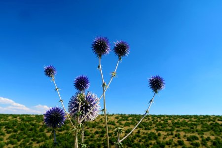 Sky, Ecosystem, Flower, Plant photo