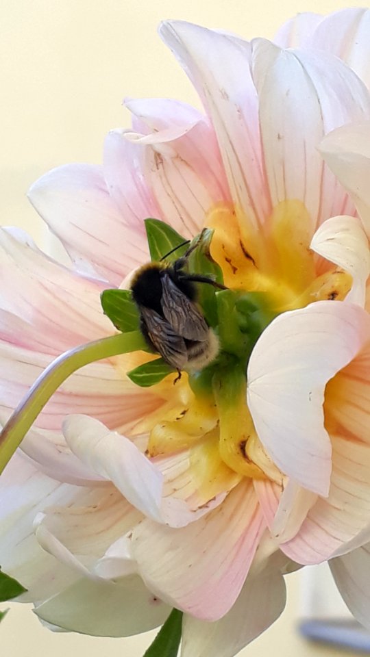 Flower, Yellow, Flowering Plant, Petal