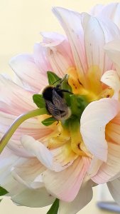 Flower, Yellow, Flowering Plant, Petal photo