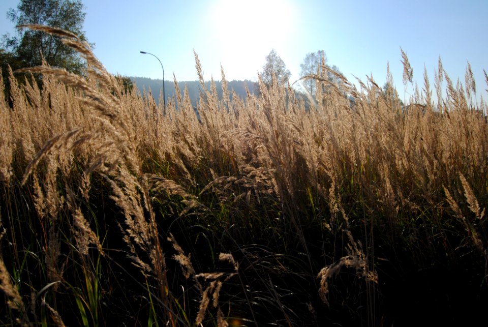 Ecosystem, Vegetation, Grass Family, Phragmites