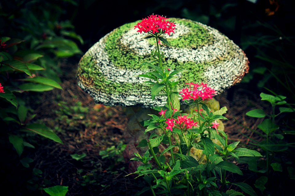 Flora, Plant, Flower, Grass
